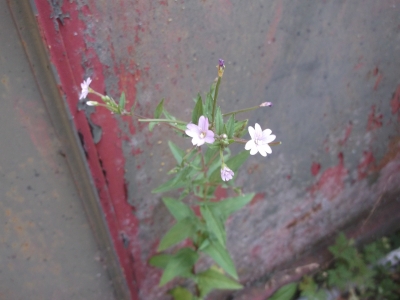 Kleinblütiges Weidenröschen Epilobium parviflorum Samen