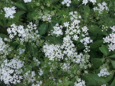 Wilde Möhre Daucus carota ssp. Carota Samen