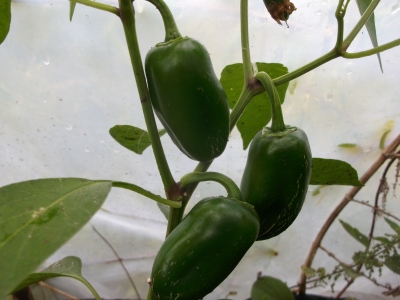 Chili Jalapeno Samen