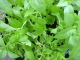 Basilikum Zitronen-Basilikum (Ocimum basilicum)Pflanze***