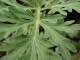 Wermut Artemisia absinthium Pflanze***