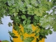 Kerbel Anthriscus cerefolium Samen