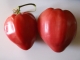 Tomate Kroatisches Ochsenherz Pflanze***