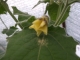 Andenbeere Pflanze***
