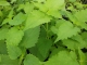 Koreanische Minze Blue Spike Samen***