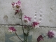 Akelei Aquilegia vulgaris plena 'Pink Petticoat' Samen