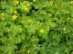 Schöllkraut Warzenkraut Chelidonium majus Samen