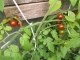 Tomate Schokoladenperle Pflanze***