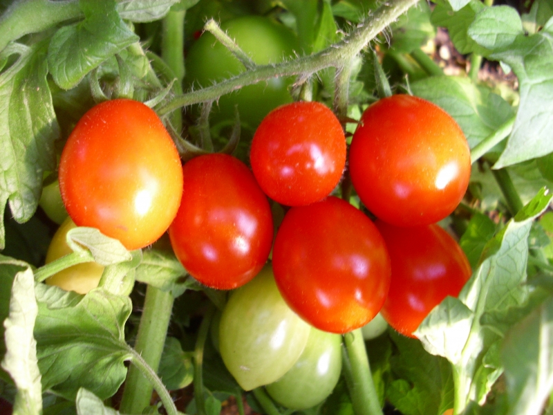 Tomate Süße von der Krim getopfte Pflanze - nutzpflanzen-gartenpflanzen.de