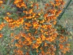 Sanddorn Hippophae rhamnoides Samen