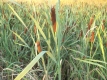 Schmalblättriger Rohrkolben Typha angustifolia Pflanze