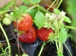 Erdbeere Schwarzer Peter Fragaria x ananassia Pflanze