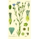 Lein/Flachs Linum usitatissimum blau Samen