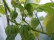 Tomatillo Purple de Milpa Pflanze