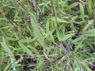 Blauer Bambus Fargesia (Jiuzhaigou 10) Pflanze
