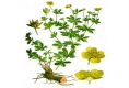 Blutwurz Potentilla tormentilla Pflanze***