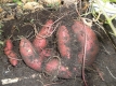 Süßkartoffel Pflanze