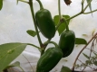 Chili Jalapeno Pflanze
