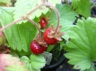 Erdbeere Marie Charlotte Pflanze