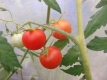 Tomate Harzer Kind Samen