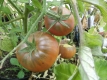 Tomate Dwarf Wild Fred Samen