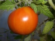 Tomate Peach Blow Sutton Samen