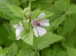 Echter Eibisch Althaea  officinalis Pflanze***