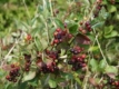 Apfelbeere 'Brilliant' unbewurzelter Steckling