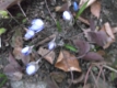 Leberblümchen Hepatica nobilis Pflanze