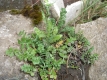 Wildkresse Cardamine amara Pflanze