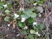 Duftveilchen weiß Viola odorata Pflanze
