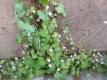 Zimbelkraut Cymbalaria mularis Pflanze