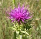 Mariendistel Sylbina Silybum marianum Pflanze