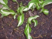Schneefederfunkie Hosta undulata Mediovariegata Pflanze