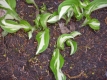 Schneefederfunkie Hosta undulata 'Mediovariegata' Pflanze