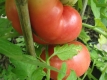 Tomate Schlesische Himbeere Pflanze
