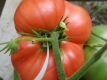 Tomate Pink Brandywine Pflanze