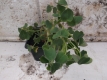 Knolliger Sauerklee rotstielig Oxalis tuberosa Pflanze