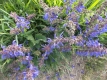 Wiesensalbei Salvia pratensis Samen