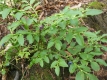 Heidelbeere Vaccinium myrtillus Samen