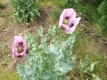 Mohn Gigant Papaver somniferum Samen