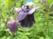 Akelei Blue Barlow gefüllt Aquilegia vulgaris Samen