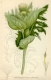 Kohldistel Cirsium oleraceum Samen