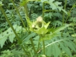 Kohldistel Cirsium oleraceum Samen