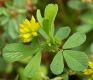 Fadenklee Trifolium dubium Samen