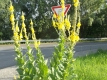 Prachtkönigskerze Verbascum speciosum Samen