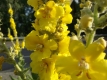 Prachtkönigskerze Verbascum speciosum Samen