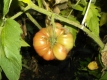 Tomate Gary´O Sena Samen