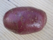 Alte Kartoffelsorte Heiderot Samen