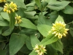 Syrisches Brandkraut Phlomis russeliana Samen